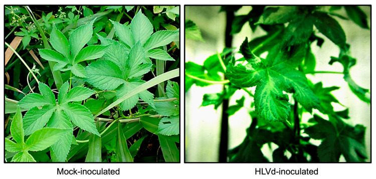 Symptoms (leaf distortion and vein yellowing) on Japanese hop plants infected with HLVd.