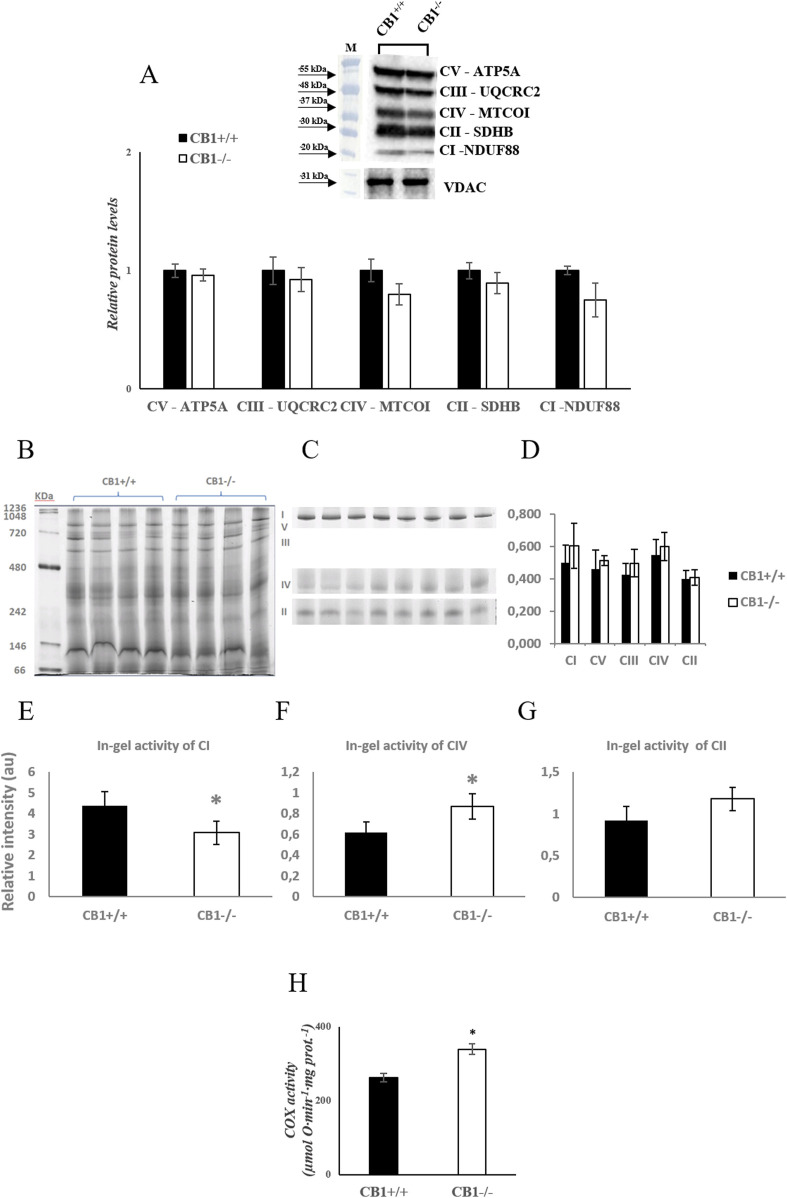 CB1 deletion affects functional/structural organization of the respiratory chain. (A) Representative immunoblots of CI–CV respiratory chain complex protein levels in liver mitochondria of CB1+/+ and CB1−/− mice. The protein level was normalized to that of VDAC. Histograms show the results of densiometric analysis of immunoblots. BN-PAGE-based analysis of individual respiratory complexes from dodecylmaltoside-solubilized crude mitochondria from the liver of CB1+/+ and CB1−/− mice. (B) Representative image of a Coomassie blue stained BN-PAGE gel. Bands characteristic of individual OXPHOS complexes are recognizable. Molecular weights of standard proteins and the relative position of the respiratory complexes (I–V) are indicated. (C) Representative images of histochemical staining of complex I (I), complex IV (IV), and complex II (II) in-gel activity. (D) Densitometric quantification of the blue bands corresponding to individual complexes (arbitrary units, a.u). (E–G) Densitometric quantification of bands corresponding to individual in-gel activity of complex I (E), IV (F), and II (G) (arbitrary units, a.u). (H) Activity of Cytochrome C Oxidase in liver mitochondria of CB1+/+ and CB1−/− mice. Protein extracts were prepared for each animal, and each individual was assessed separately. Protein load was 15 μg/lane. All values are represented as mean ± SEM; (n = 5/group). Student’s t-test was used for statistical analysis. p < 0.05 was considered significant. *p < 0.05 vs. CB1+/+. Abbreviations: COX, Cytochrome C Oxidase.