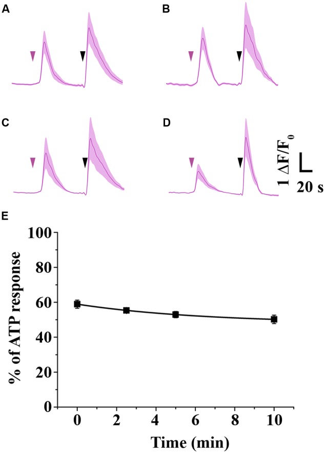 Time-dependent change in the potency of 2-AG. (A–E) Average Ca2+ transients in CB1 transfected COS7 cells induced by 1 mM 2-AG (magenta arrowhead), administered immediately (A), 2.5 min (B), 5 min (C) or 10 min (D) after dissolving the ligand in HBSS. (E) As isomerization proceeds, decreasing concentrations of 2-AG (see also Figure 1B) induce Ca2+ transients with only slightly diminished AUC values. Each data point represents an average of AUC values of Ca2+ transients evoked by 1 mM 2-AG, expressed as percentage of response to 180 mM ATP (black arrowhead).