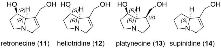 A comparison of pyrrolizidine bases including 1,2-unsaturated bases retronecine (11) and heliotridine (12), and those either lacking 1,2-unsaturation (eg platynecine (13)) or 7-hydroxy substitution (eg supinidine (14)).
