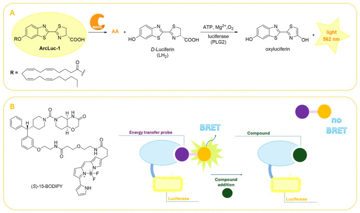 Bioluminescence-based strategies for assaying MAGL activity. (A) Schematic representation of the enzymatic hydrolysis of the synthetic substrate ArLuc-1 by MAGL, releasing luciferin (LH2), which is oxidized by PLG2 luciferase to produce bioluminescence [80]. (B) Principle of the NanoBRET assay and structure of (S)-15-BODIPY developed by Gazzi et al. [81].