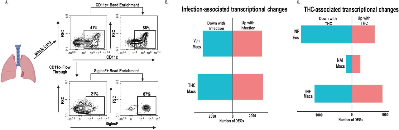 THC exposure and helminth infection induce broad transcriptional changes in lung macrophage enriched CD11c+ cells and eosinophils.Vehicle and THC-treated mice were left naïve or infected with Nb for 7 days. (A) Magnetic cell sorting strategy used to isolate CD11c⁺ lung macrophage-enriched cells and CD11c⁻Siglec-F⁺ eosinophils from whole lung homogenates for bulk RNA sequencing. (B) Differentially expressed gene counts comparing naïve and infected CD11c⁺ lung macrophage-enriched cells from vehicle and THC-treated mice. (C) Differentially expressed gene counts comparing vehicle and THC-treated infected eosinophils, naïve CD11c⁺ lung macrophage-enriched cells, and infected CD11c⁺ lung macrophage-enriched cells. Differentially expressed genes were identified by DESeq2 using an adjusted p value < 0.05 and absolute log2 fold change > 1. Data are representative of 1 experiment with 7 mice per group pooled into 4 RNA sequencing libraries per group.