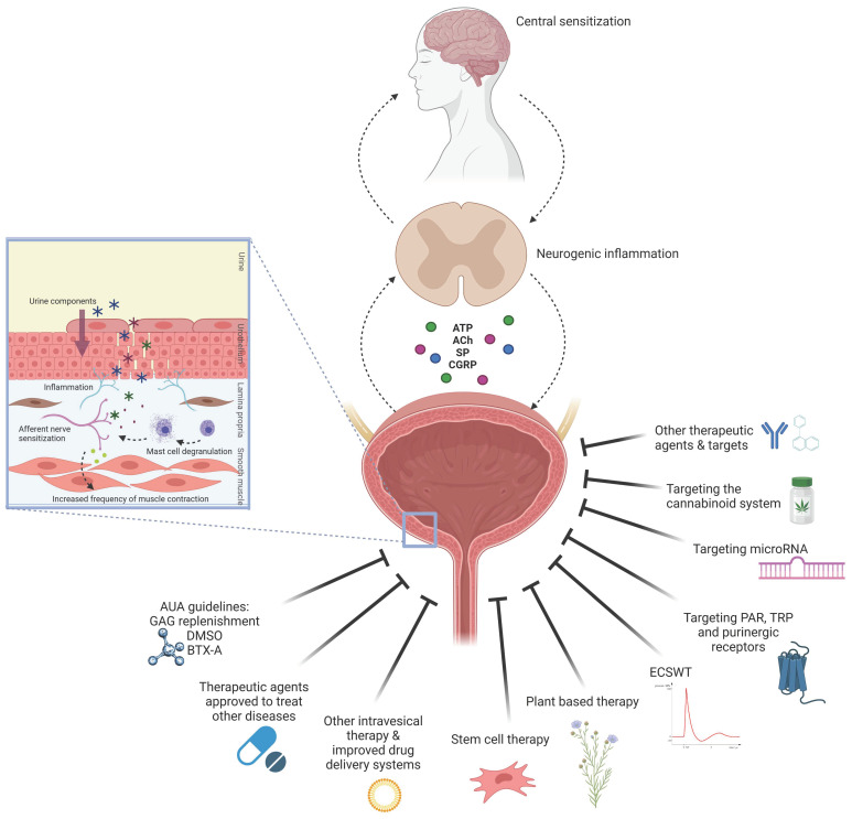 Schematic illustration of IC/BPS pathology and therapeutic approaches evaluated in experimental in vitro, ex vivo, and in vivo models of IC/BPS. Legend: ACh, acetylcholine; ATP, adenosine triphosphate; AUA, the American Urological Association; BTX-A, botulinum toxin A; CGRP, calcitonin gene-related peptide; DMSO, dimethyl sulfoxide; ECSWT, extracorporeal shock wave therapy; GAG, glycosaminoglycan; IC/BPS, interstitial cystitis/bladder pain syndrome; PAR, protease-activated receptors; SP, substance P; TRP, transient receptor potential channels; solid lines indicate the therapeutic approaches for treatment of IC/BPS; dashed arrows indicate proposed sequence of events in IC/BPS pathophysiology. The Figure 1 was created using Biorender.com.