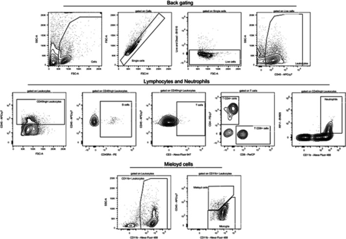 Flow cytometry gating strategy for identification of immune cell populations in the spinal cord. Representative flow cytometry plots illustrating the gating strategy used to identify myeloid cells (CD45highCD11b+ myeloid cells and CD45lowCD11b+ microglia), neutrophils (CD45highCD11b+RP1+), CD4+ and CD8+ T cells (CD45highCD3+CD4+ and CD45highCD3+CD8+) and B cells (CD45highCD45R+) in the spinal cord.
