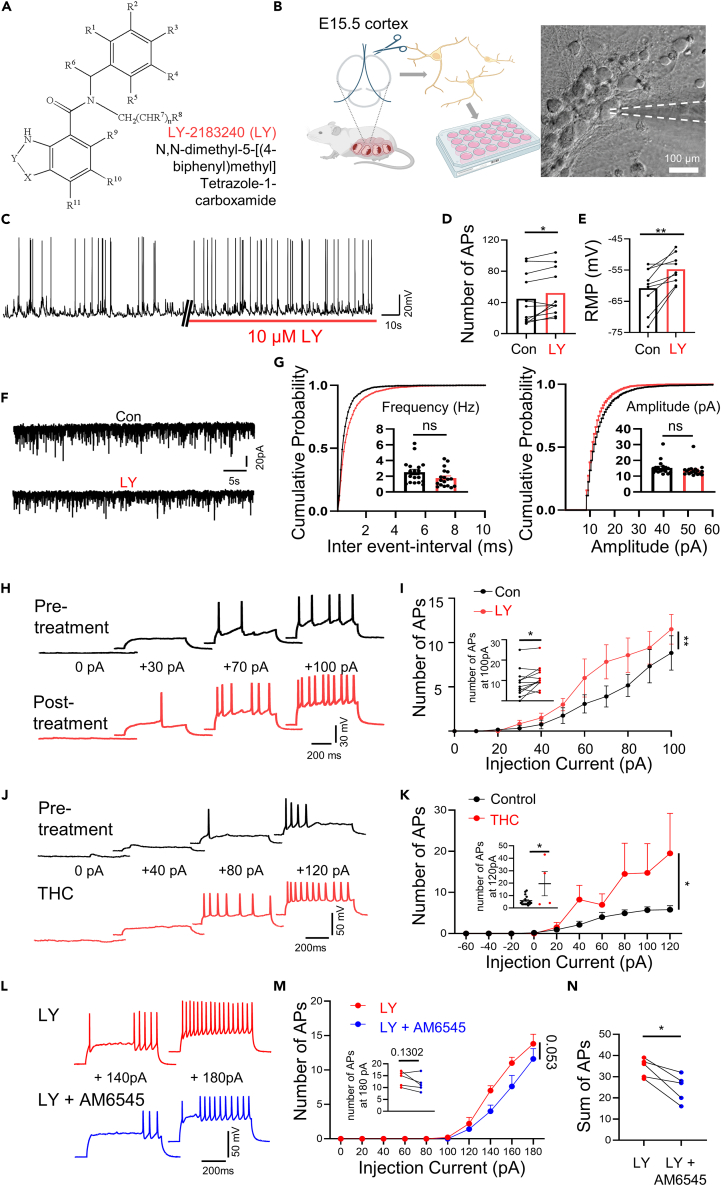 LY-2183240 excites mouse cortical-cultured neurons(A) The structure of LY-2183240 (LY).(B) Schematic image of primary neuron culture (left) and differential interference contrast (DIC) image (right) with patch pipette (white dot line).(C) Representative traces of action potential before (left) and after (right) LY application (red bar).(D and E) Summary graphs of (D) number of APs (paired t tests, ∗p = 0.0227) and (E) resting membrane potential (RMP) (paired t tests, ∗∗p = 0.0035).(F) Representative traces for mEPSCs recorded at cultured neurons.(G) Cumulative probability plots of mEPSC inter-event interval and amplitude. Averaged frequency and amplitude are shown in the inner bar graph (unpaired t tests, ns, p > 0.05).(H) Representative AP traces in control and LY application neurons.(I) Measuring number of APs evoked by step current injection in control and LY application neurons (paired t test, ∗∗p = 0.0056). Number of APs at 100 pA injection is shown in the inner bar graph (paired t tests, ∗p = 0.020).(J) Representative voltage traces in the current clamp mode before the treatment (upper, black trace) and during the treatment with 30 μM tetrahydrocannabinol (lower, red trace).(K) Measuring number of APs evoked by step current injection in control and THC application neurons (paired t tests, ∗p = 0.0288). Number of APs at 120 pA injection is shown in the inner bar graph (unpaired t test, ∗p = 0.011).(L) Representative voltage traces in the current clamp mode before the treatment (upper, red trace) and during the treatment with LY-2183240 and 10 μM AM6545, a CB1 receptor antagonist (lower, blue trace).(M) Measuring number of APs evoked by step current injection in LY application and LY with antagonist neurons (paired t tests, ns, p = 0.053). Number of APs at 180 pA injection is shown in the inner bar graph (unpaired t test, ns, p = 0.130).(N) The plot represents the cumulative value of all APs that occurred during the current step (paired t tests, ∗p = 0.017). Data are represented as mean ± SEM.