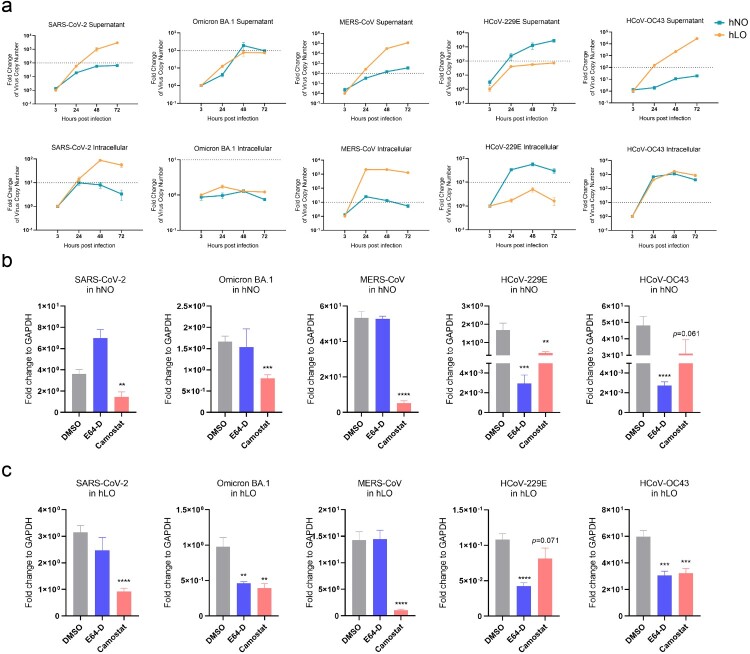Replication and invasion variability of HCoVs in human respiratory organoids. (a) Five HCoVs show distinct variability in hNOs and hLOs. hNOs and hLOs were infected with five HCoVs respectively (MOI = 0.1). Samples were harvested at 3, 24, 48 and 72 hpi. Viral load in culture supernatant or within cells was quantified by qRT-PCR on total viral RNA (NP gene as target) (n = 3). Dashed line in supernatant plot: effective release, virus amplification more than 100-fold; dashed line in intracellular plot: effective replication, virus amplification more than 10-fold. (b and c) Different HCoVs exhibit distinct invasion mechanisms in hNOs and hLOs. Organoids were pre-treated with 100 μM E-64D or camostat mesylate for 1 h (camostat mesylate, a TMPRSS2 inhibitor; E64-D, a CTSL/B inhibitor) before infected with five HCoVs respectively (MOI = 1). Organoid cell samples were collected at 24 hpi. Viral load in cells was quantified by qRT-PCR on total viral RNA (NP gene as target) (n = 3). Data are the mean ± SEM. Statistical significance is analysed by Student’s t-test (*p < 0.05; **p < 0.01; ***p < 0.001; ****p < 0.0001).