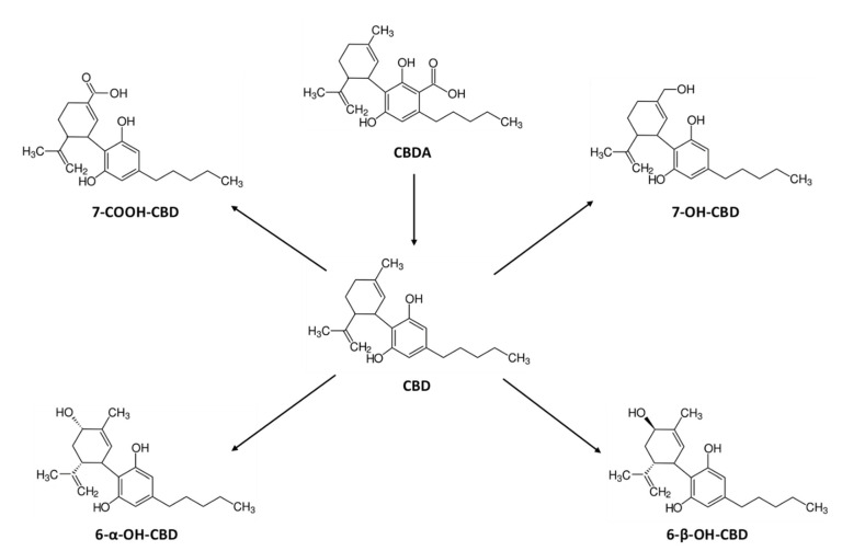 Chemical structures of cannabidiol (CBD), its acidic precursor, and its metabolites.