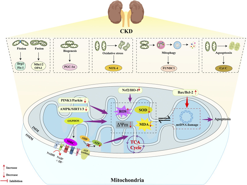 Scientific diagram illustrating mitochondrial dysfunction in chronic kidney disease (CKD) with labeled pathways for mitochondrial fission, fusion, biogenesis, oxidative stress, mitophagy, and apoptosis. Central mitochondrion graphic highlights changes such as increased reactive oxygen species, mitochondrial DNA damage, reduced ATP production, and disrupted OXPHOS, with arrows showing upregulation, downregulation, and inhibition of key proteins and processes.