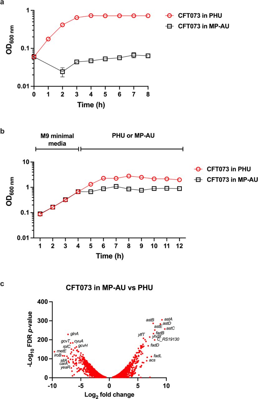 Assessing the suitability of multipurpose artificial urine for in vitro culture of uropathogenic E. coli strainsa) Overnight cultures of wild-type CFT073 were inoculated into pre-warmed filtered pooled human urine (PHU, red circles) or multipurpose artificial urine (MP-AU, black squares), at a starting OD 600 nm of 0.06. Error bars represent the standard error of the mean of three biological replicates. b) Overnight cultures of CFT073 were inoculated into pre-warmed M9 minimal media. After 4 h, cultures were pelleted by centrifugation and resuspended in PHU (red circles) or MP-AU (black squares). Three biological replicates were performed. c) Samples were removed following 1 h culture in PHU or MP-AU and normalised to OD 600 nm of 1 for RNA extraction. Volcano plot represents significant differentially expressed genes in MP-AU relative to PHU. FDR p-value ≤0.05, fold change ≥1.5 or ≤-1.5.