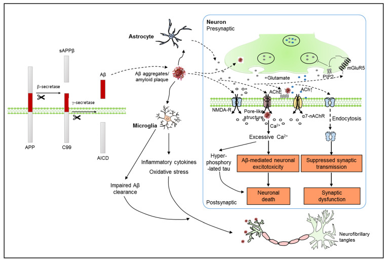 Schematic representation of the amyloid hypothesis for AD pathology. Amyloid beta (Aβ), generated by the aberrant sequential cleavage of APP, aggregates to form extracellular amyloid plaques. As a trigger, Aβ induces toxic amounts of Ca2+ influx through the activation of postsynaptic NMDA receptors or pore-like structures generated by Aβ. Aβ inhibits the activity of AChE and increases ACh levels in the synaptic cleft, contributing to excessive intracellular Ca2+ concentration. High levels of intracellular Ca2+ mediate a series of downstream signaling pathways related to neuronal excitotoxicity. Aβ-initiated hyperphosphorylated tau results in neuronal death. On the other hand, Aβ mediates synaptic dysfunction by inducing endocytosis of postsynaptic NMDA receptors or presynaptic mGluR5-mediated depletion of PIP2, which decreases neurotransmission. Aβ-induced activation of astrocytes and microglia contributes to neuronal degeneration in AD through excitotoxicity, neuroinflammation, oxidative stress, and impaired Aβ clearance.