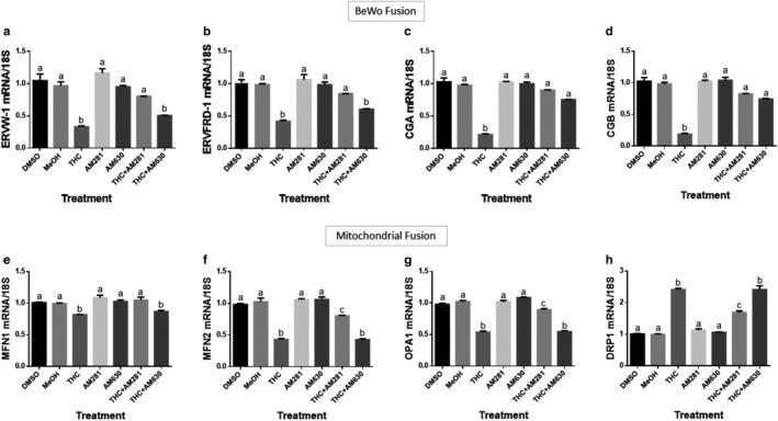 THC‐CB receptor binding reduces markers of syncytialization and mitochondrial fusion. Summary histograms are shown of relative ERVW‐1 (a), ERVFRD‐1 (b), CGA (c), CGB (d), MFN1 (e), MFN2 (f), OPA1 (g), and DRP1 (h) transcript expression in each treatment group as indicated. Significant differences were determined by a one‐way ANOVA, followed by a Bonferroni post hoc test. Data are presented as means ± SEM (n = 3). Different letters denote significant differences among vehicle control (1% v/v) and treated groups at p < .0001 (a–h). THC, 20 µM; AM281, 1 µM; AM630, 1 µM