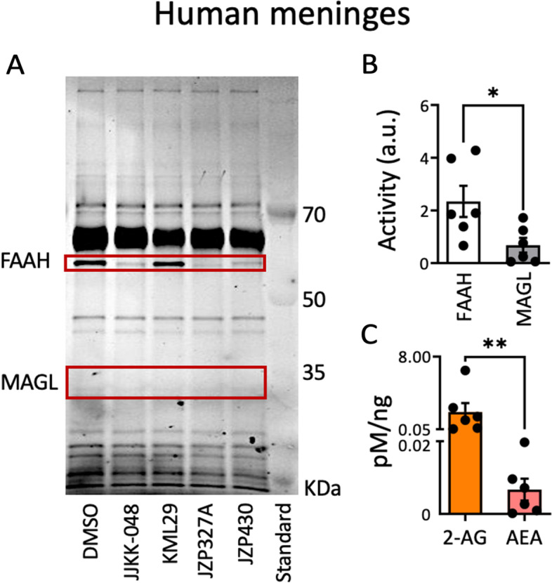 Competitive gel-based ABPP reveals high FAAH over MAGL activity in human dura mater. A Human dura mater was pre-incubated for 1 h with DMSO (vehicle), MAGL-inhibitors JJKK-048 (100 nM) and KML-29 (1 μM) and FAAH-inhibitors JZP-327A (1 μM) and JZP-430 (1 μM), and then labelled with fluorescent probe TAMRA-FP, as indicated in the Methods. TAMRA-FP-labelled bands appear dark after in-gel imaging. FAAH and MAGL were identified based on selective inhibition and their expected molecular weights. MAGL and FAAH band-intensities after DMSO treatment represent basal MAGL and FAAH activities, respectively. Note that FAAH activity after DMSO treatment is high whereas basal MAGL activity is practically absent. Basal FAAH- activity appears reduced with JZP-327A and with JZP-430. MAGL-inhibitor, JJKK-048 (100 nM), decreased FAAH basal activity as off-target. B Statistics comparing the basal activity of MAGL and FAAH in human meninges. FAAH basal activity (DMSO) was found higher than MAGL activity (N = 6, Mann Whitney U test, * = 0.033). C LC–MS/MS data comparing AEA and 2-AG levels in naïve human meninges. The level of 2-AG was much higher than that of AEA (N = 6, Mann Whitney U test, ** = 0.002)