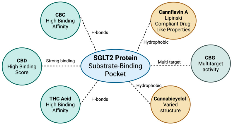In silico docking poses of top phytocannabinoids in SGLT2.