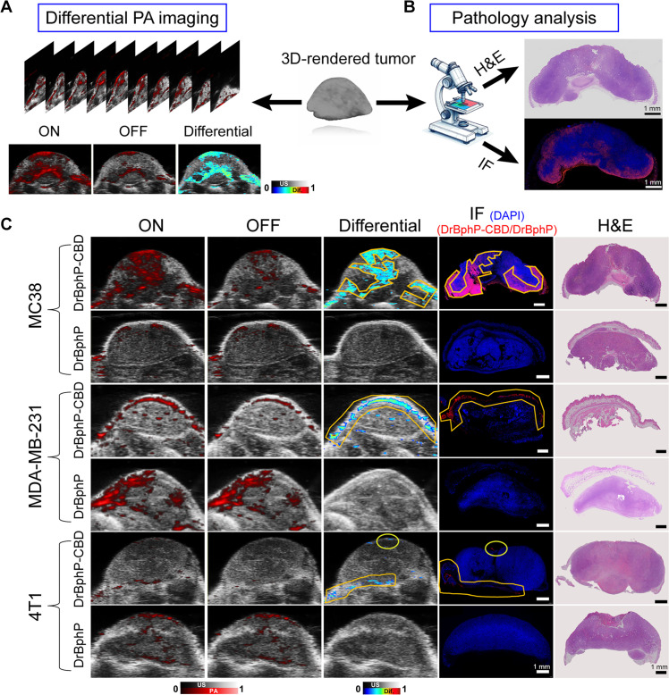 Comparative analysis of contrast-enhanced PA imaging and immunofluorescence in tumor tissue specimens.(A) Utilization of DrBphP-CBD for enhanced differential PA images of tumors. (B) Histopathological examination images of entire tumor tissue specimens. (C) Correlation of representative differential PA images with corresponding immunofluorescence (IF) and H&E images. Scale bars, 1 mm.