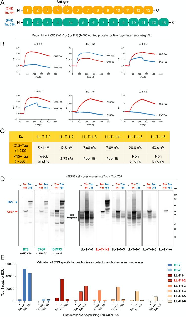Generation and validation of CNS-tau–specific antibody series LL-T-1.(A) Schematic representation of the tau protein, highlighting the epitope region unique to CNS-tau isoforms (junction sequence between protein encoded by exons 4 and 5). (B) Sensorgrams from biolayer interferometry (BLI) showing binding kinetics of LL-T-1 antibodies to recombinant CNS- and PNS-tau proteins. (C) Calculated equilibrium dissociation constants (Kd) calculated from BLI data for all six antibodies against CNS- and PNS-tau. (D) Immunoblots of lysates from HEK293 cells transfected with full-length CNS-tau (Tau-441) or PNS-tau (Tau-758), probed with commercial tau antibodies or LL-T-1 clones. (E) Isoform-selective immunoassays using Tau-13 as the capture antibody and commercial antibodies or LL-T-1 clones as detectors.
