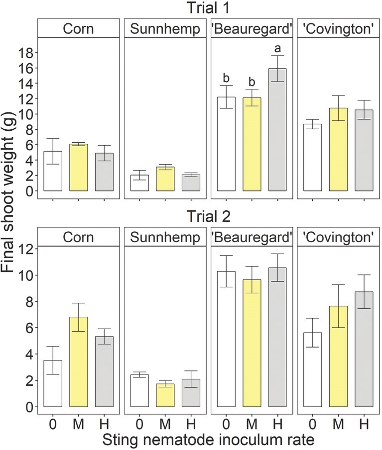 Final shoot weight at the termination of the greenhouse experiment for different crops – including sweetpotato (Ipomoea batatas (L.) Lam.) cultivars, corn (Zea mays L.), and sunn hemp (Crotalaria juncea L.) – as influenced by sting nematode (Belonolaimus longicaudatus Rau, 1958) inoculation rate. “0,” “M,” and “H” indicate non-inoculated, medium (26 and 40 sting nematodes per pot in Trials 1 and 2, respectively), and high rates of sting nematode inoculation (157 and 240 sting nematodes per pot in Trials 1 and 2, respectively). Letters indicate significant (Fisher’s protected LSD, P < 0.05) differences among inoculation rates within crop and trial. Values are means (N = 5) and standard errors.