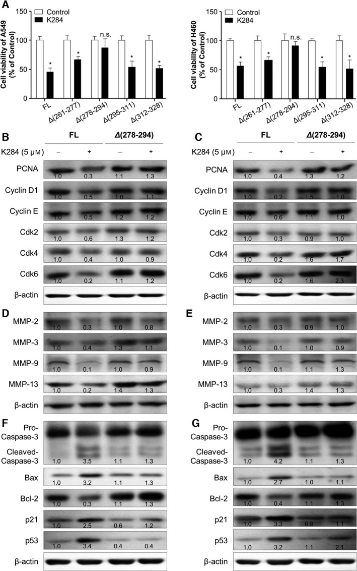 Effects of mutations of the CHI3L1 to K284 on the expression of proteins related to cell proliferation, migration, and apoptosis. (A) The proliferation of A549 and H460 cells with mutated human CHI3L1 expression vectors. Lane 1, FL CHI3L1‐6×Myc; lane 2, Δ261‐277 CHI3L1‐6×Myc; lane 3, Δ278‐294 CHI3L1‐6×Myc; lane 4, Δ295‐311 CHI3L1‐6×Myc; and lane 5, Δ312‐328 CHI3L1‐6×Myc. Transfected cells were treated with or without 5 μm K284 and incubated for 24 h. Cell viability was measured by the MTT assay. *P < 0.05 (vs. control). All error bars of graph reported are the standard deviation (SD) from three independent experiments. (B–G) A549 cells and H460 cells were transfected with FL or Δ278‐294 mutants of human CHI3L1‐6×Myc expression vector and treated with 5 μm of K284 for 24 h. Western blot analysis for cyclin D1, cyclin E, Cdk 2, Cdk 4, Cdk 6, and PCNA from A549 cells (B) and H460 cells (C). Western blot analysis for MMP‐2, MMP‐3, MMP‐9, and MMP‐13 from A549 cells (D) and H460 cells (E). Western blot analysis for caspase‐3, Bax, Bcl‐2, p21, and p53 from A549 cells (F) and H460 cells (G). Western blotting was conducted two times with duplicate samples. The values below the bands represent the band density.