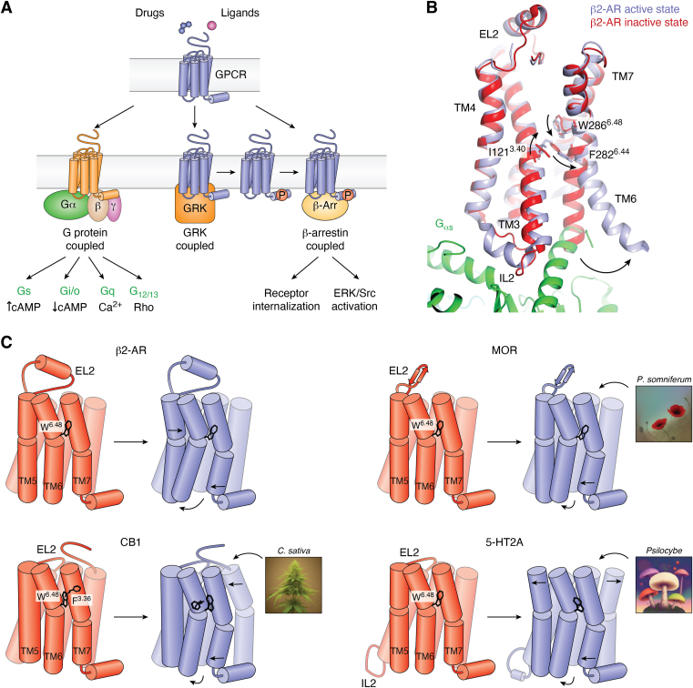 GPCR activation and signaling.A, schematic of GPCR signaling highlighting different transducers including heterotrimeric G proteins (Gα/Gβ/Gγ), GPCR kinases (GRKs), and β-arrestins (β-Arr). Transducer binding and activation modulates secondary messenger (e.g., cAMP, Ca2+) levels, activates downstream effectors such as extracellular signal-regulated kinase (ERK), proto-oncogene tyrosine-protein kinase Src (Src), or causes receptor internalization. B, superposition of the active (light blue, PDB ID: 3SN6) and inactive state (red, PDB ID: 2RH1) β2-AR structures reveals activation-related conformational changes largely conserved among class A GPCRs. W6.48 located in TM6 connects changes in the ligand-binding site and transducer-binding site. Downward motion of W6.48 is connected to coordinated changes of I3.40 and F6.44 of the P-I-F motif, which links to an outward motion of TM6’s cytoplasmic half. C, schematics illustrating differences in the activation mechanisms of MOR, CB1, and 5-HT2A compared to β2-AR according to structural studies. Observed differences, for instance, comprise order-disorder transitions of intracellular loops, changes in the position of TMs, and key residue switches that relate structural changes between ligand- and transducer-binding sites. 5-HT, 5-hydroxytryptamine; β2-AR, β2-adrenergic receptor; CB, cannabinoid receptor; GPCR, G protein–coupled receptor; IL2, intracellular loop 2; MOR, μ-opioid receptor; TM, transmembrane.