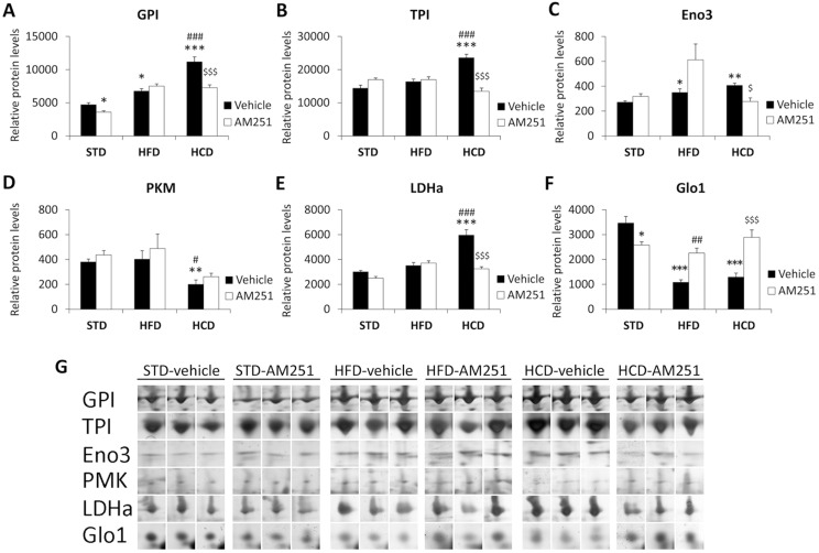 AM251 regulates the protein expressions of glucose/pyruvate-metabolizing enzymes.AM251 effects on the protein expressions of GPI, TPI, Eno3, PKM1, LDHa and Glo1 in the abdominal muscle of STD, HFD and HCD-fed rats (A-F). Representative 2D polyacrylamide gels showing the intensity of the identified spots (G). Bonferroni’s test (n = 6): *P<0.05, **P<0.01, ***P<0.001 vs. STD-vehicle; # P<0.05, ## P<0.01, ### P<0.001 vs. HFD-vehicle; $ P<0.05, $ $ $ P<0.001 vs. HCD-vehicle.