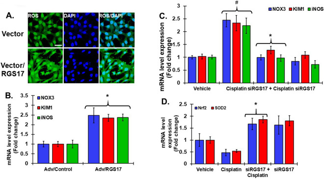 RGS17 regulates oxidative stress in the cochlea. (A) UB/OC1 cells were transiently transfected with empty vector or RGS17 plasmid for 72 h. ROS (green) generation was assessed using the CellROX assay. The cells were incubated with CellROX (5 µM) for 30 min, washed with PBS and fixed in 4% paraformaldehyde, mounted and imaged by confocal microscopy. RGS17-transfected cells showed significant increases in ROS. (B) Gene expression was assessed via real-time qPCR analysis, conducted in the cochleae collected from treated rats. Expression of oxidative stress genes such as NOX3, iNOS and KIM1 significantly increased in cochleae infected with adenoviral vector overexpressing RGS17 compared to control vector. *p < 0.05 versus control. (C) Expression of NOX3, iNOS and KIM1 were significantly elevated after cisplatin treatment but was blunted following pretreatment with siRGS17 administered 2 days prior to cisplatin exposure. (D) mRNA levels of antioxidant genes Nrf2 and SOD2 were reduced by cisplatin and increased significantly by pretreatments with rats pretreated with siRGS17. siRGS17 added alone elevated the levels of Nrf2 and SOD2. Data indicate fold change in the mRNA levels ± SEM (N ≥ 3). For (C) and (D), #p < 0.05 versus vehicle or Adv/control. *p < 0.05 versus cisplatin, two-way ANOVA.