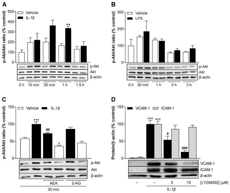 Time course of IL-1β- (A) or LPS (B)-induced Akt phosphorylation in HCAEC. Cells were incubated in the presence or absence of 10 ng/mL IL-1β or 1 µg/mL LPS or vehicle. Protein samples were collected following incubation for the indicated times. Western blot analysis was performed for Akt and its phosphorylated form (p-Akt). (C) Influence of AEA or 2-AG on basal and IL-1β-induced Akt phosphorylation. Here, cells were incubated with 10 µM AEA or 10 µM 2-AG or vehicle and 10 ng/mL IL-1β or vehicle for 30 min. (D) Effect of LY294002 (PI3K inhibitor) on IL-1β-induced VCAM-1 and ICAM-1 protein expression in HCAEC. Cells were preincubated with LY294002 at a concentration of 3 µM or 10 µM or vehicle for 1 h and then coincubated with 10 ng/mL IL-1β or vehicle for 24 h. Protein expression (A–D) was determined by Western blot analysis and normalized to β-actin as equal loading control. Vehicle-treated (A,B) or IL-1β-treated cells (C,D) served as control (set as 100%). Data are shown as means ± SEM of n = 3 (A,B,D) or n = 4 (C) independent experiments. ** p ≤ 0.01 vs. time-matched vehicle control; Student’s unpaired two-tailed t test (A) or * p ≤ 0.05, *** p ≤ 0.001, vs. vehicle control; # p ≤ 0.05, ## p ≤ 0.01, ### p ≤ 0.001 vs. stimulated control group; one-way ANOVA plus Bonferroni post hoc test (C,D).