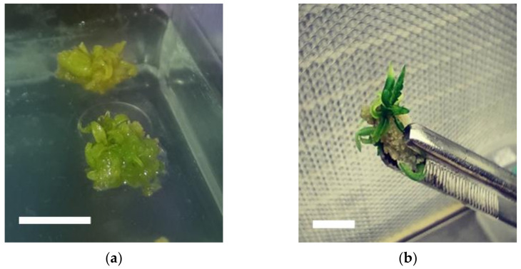 Shoot formation and plant regeneration from callus: (a) organogenesis in nodal segment explants of Cannabis sativa L. on MS medium containing 4.44 μΜ BA after 2 weeks of culture; (b) plant regeneration from callus formed in nodal segment explants on MS medium containing 4.44 μΜ BA after 3 weeks of culture. Bars = 1 cm.