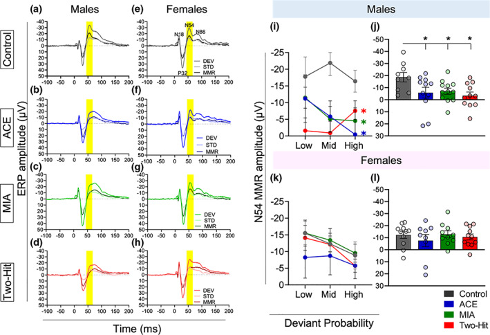 Effect of maternal immune activation (MIA) and adolescent cannabinoid exposure (ACE) on the mismatch responses (MMRs) under deviant probability manipulation. (a–h) grand averaged ERPs, averaged over low (8.33%), mid (12.5%), and high (25%) probabilities for all the experimental groups. The ERP plots show the response to DEV and STD stimuli along with the MMR difference waveform (DEV‐STD) (STD: 6636 Hz, DEV: 12,233 Hz) in control (a and e), ACE alone (b and f), MIA alone (c and g) and two‐hit (d and h) male rats (a–d) and female rats (e–h). Time window applied to extract the mean amplitude for the deviant probability experiment data set for the N54 component is shaded as gray. (i and j) Impact of treatment on MMR sensitivity to deviant probability manipulation in males. There was an impact of schizophrenia risk factors on the MMR mean amplitude (± standard error) of N54 as revealed by pairwise comparisons. There were no outliers identified in the male data and equality of variance across groups was not violated. (k and l) impact of treatment on MMR sensitivity to deviant probability manipulation in females. There were no treatment effects (p > .05) on the N54 MMR size. One animal from the MIA group produced an outlier, large negative amplitudes, in the medium and low probability conditions. Equality of variance across groups was not violated.