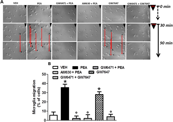 PEA induces microglia migration towards a 2-AG source. (A) Image-based detection of 2-AG (100 µM) chemoattractive effect on cultured microglial cells after different treatments. Panel shows the migratory effect induced by PEA (100 nM) or GW7647 (1 µM), alone or in the presence of GW6471 (10 µM) or AM630 (100 nM), as compared to the control group (vehicle). Representative data of microglial cell time-lapse migration recorded at starting point (0 min), 30 and 90 min from the 2-AG exposure. (B) The quantification indicates the percentage of microglia cells affected by 2-AG chemoattractive movements vs total cell number at 90 min. Data are shown as means ± SEM (n = 6–8). *P < 0.05 compared to vehicle and °P < 0.05 compared to PEA or GW7647. One way ANOVA, post-hoc Tukey’s. Scale bar = 50 µm.