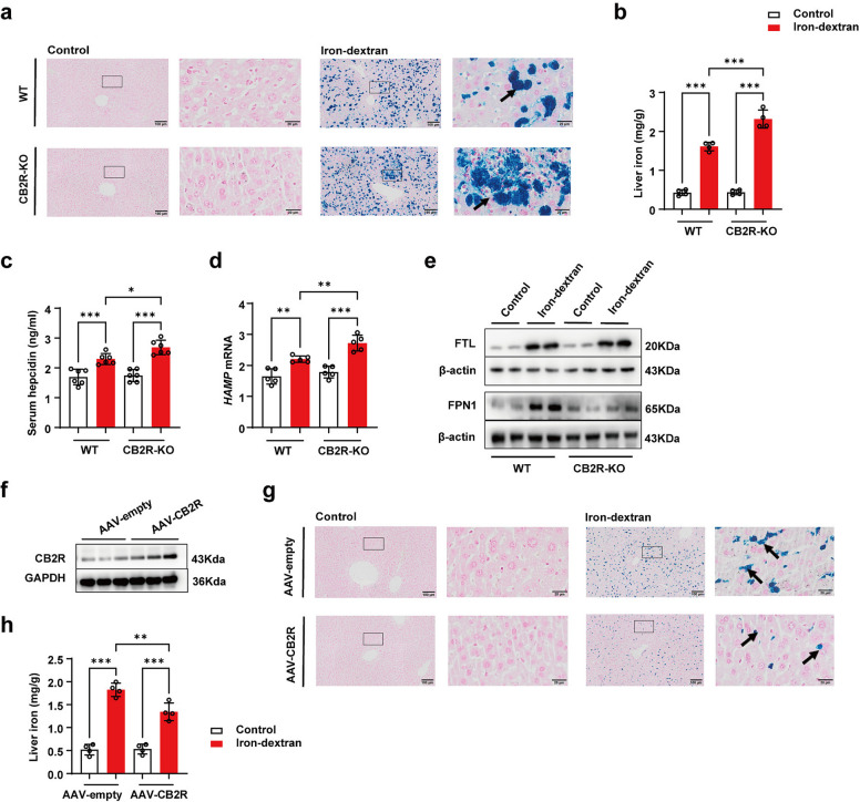 CB2R deficiency aggravates iron retention while its overexpression alleviates accumulation. a Representative Prussian blue staining of liver sections from WT and CB2R-KO mice (scale bars = 100 and 20 µm). b Liver iron concentrations in WT and CB2R-KO mice (n = 4). c Serum hepcidin levels (n = 6). d Hepatic HAMP mRNA expression (n = 5). e Representative Western blots of FTL and FPN1 in the liver of WT and CB2R-KO mice, with β-actin as the loading control. f Representative Western blot verifying AAV-mediated CB2R overexpression in the liver, with GAPDH as the loading control. g Prussian blue staining of liver sections from AAV-empty and AAV-CB2R injected mice. h Liver iron concentrations following AAV injection (n = 4). *P < 0.05, **P < 0.01, ***P < 0.001. Data are presented as the mean ± SD for each group. Individual data points are displayed as dots