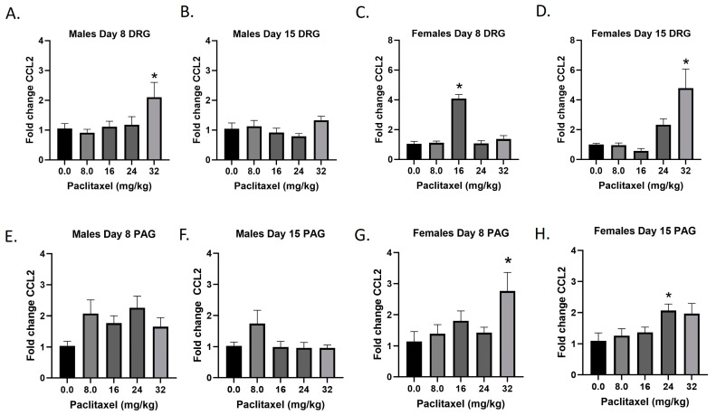 Paclitaxel increases expression of Ccl2 in DRG (A–D) and PAG (E–H) in male and female C57Bl/6 mice. Mice are treated with vehicle or increasing doses of paclitaxel on Days 1, 3, 5, and 7 in a between-subjects design (n = 3–5/group). Mice are euthanized on Day 8 or 15 and tissues are harvested for RT-PCR analysis. One-way ANOVAs with Dunnett’s multiple comparison tests; * = p < 0.05 as compared to vehicle control.