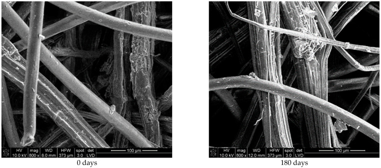 SEM images (×800) of hemp and PLA fibres from unexposed nonwoven mulches (0 days) and mulches exposed for 180 days to environmental conditions.