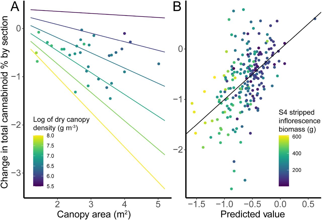 Regressions predicting changes in total cannabinoid concentration by section. (A) Multiple linear regression predicting cultivar-level values using canopy area, log of dry canopy density, and an interaction term as predictors. (B) Regression of plant-level observed values against predicted values for multiple linear regression where predictors were selected by stepwise regression. The solid black line represents a perfect correlation of predicted and observed values.