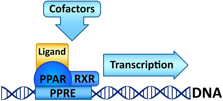 Activation of peroxisome proliferator activated receptors.