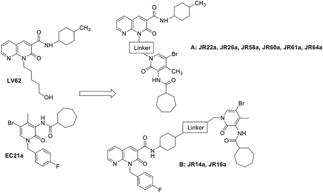 Design of potential CB2R dualsteric ligands (A) and (B).