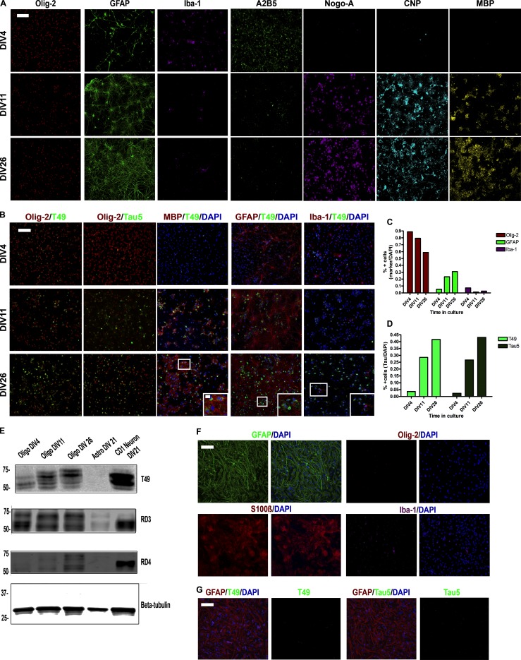 Characterization of glial cell cultures in vitro. (A) ICC for oligodendrocytes (Olig-2, A2B5, Nogo-A, CNP, and MBP), astrocytes (GFAP), and microglia (Iba-1) in oligodendrocytes cultured from DIV4 to DIV26. Two independent experiments. Scale bar, 100 µm. (B) Double-labeling ICC for Olig-2, MBP, GFAP, or Iba-1 and tau (Tau5 or T49) in oligodendrocyte cultures. Two independent experiments. Scale bars, 100 µm; inset, 10 µm. (C) Quantification of oligodendrocytes, astrocytes, and microglia in oligodendrocyte culture over time. (D) IF quantification for T49 and Tau5 in oligodendrocyte cultures. (E) Western blot of T49, RD3 (3R tau), and RD4 (4R tau) for oligodendrocytes, astrocytes, and neurons in culture. β-tubulin is loading control. Three independent experiments. (F) ICC for GFAP, S100β, Olig-2, and Iba-1 in astrocyte cultures. Two independent experiments. Scale bar, 100 µm. (G) ICC for GFAP, T49, or Tau5 and DAPI in astrocyte cultures. Two independent experiments. Scale bar, 100 µm.