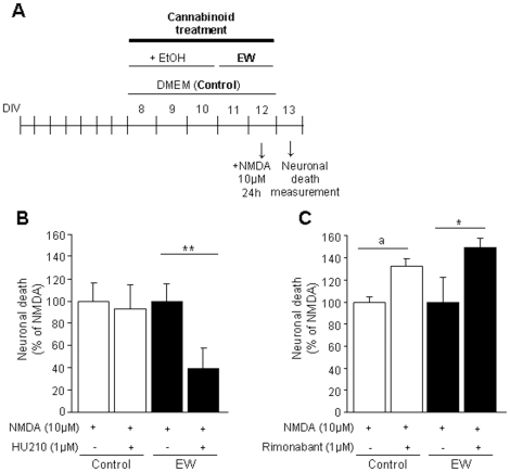 The chronic manipulation of the endocannabinoid system influences neuronal viability during ethanol withdrawal.Effects of the chronic activation or blockade of the endocannabinoid signaling on neuronal viability in control (neurons not exposed to ethanol) or ethanol–withdrawn neurons (EW). (A) Representative scheme of the experimental protocol. (B) The chronic administration of the non-specific cannabinoid agonist HU-210 (1 µM) decreases NMDA-induced neuronal death during ethanol withdrawal. The neuroprotective effect of HU-210 is specific of ethanol withdrawal situation, since it has no effect on the control condition. (C) The chronic administration of the CB1 antagonist rimonabant (1 µM) increases neuronal death. Moreover, the long-term administration of rimonabant tends to be neurotoxic not only for ethanol-withdrawn neurons but also for control neurons. Values are normalized to NMDA and are means ± SEM (n = 6–16 wells/condition; N = 3–4 plates). Data were analyzed by the ANOVA test followed by the Fisher's PLSD test. (*P<0.05; ** P<0.01; a, p = 0.0551).