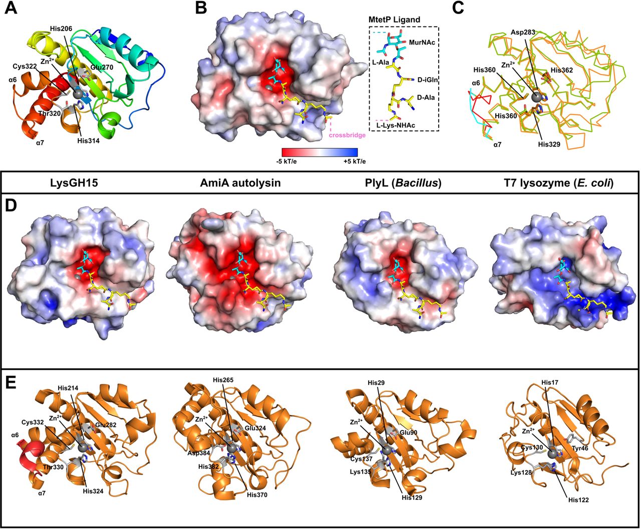 Analysis of the AlphaFold-generated model of the Ply2638A amidase domain.(A) Cartoon structure of Ply2638A amidase domain generated by AlphaFold 2.0 (Jumper et al. 2021) colored from N-(blue) to C-terminus (red) with catalytic and Zn2+ (grey sphere) coordinating residues colored white and shown as sticks. (B) Molecular surface of the amidase domain colored according to its electrostatic surface potential generated by APBS (±5 kT/e); red, negatively charged; white, neutral; and blue, positively charged regions. The muramyltetrapeptide (MtetP) ligand representative of S. aureus peptidoglycan, was modelled into the negatively charged active site by superimposing with the MtetP co-crystallized structure of the S. aureus autolysin, AmiA (PDB ID: 4KNL; Z-score 18.2; RMSD 2.3 Å) (Büttner et al. 2014). (C) Superimposing Ply2638A (green) with LysGH15 (orange; PDB ID: 4OLS) (Gu et al. 2014), which showed the highest structural similarity based on DALI analysis (Z-score 27.2; RMSD 1.6 Å) (Holm et al. 2023), reveals the same catalytic and Zn2+ coordinating residues, represented as sticks, in the same orientation for both structures. The loop region between α6 and α7 are colored for Ply2638A (cyan) and LysGH15 (red). (D) Electrostatic surface potential (±5 kT/e) of structurally similar crystal structure amidase domains from LysGH15 (Gu et al. 2014), AmiA (PDB ID: 4KNL; Z-score 18.2; RMSD 2.4 Å) (Büttner et al. 2014), the Bacillus prophage Ba02 endolysin, PlyL (Z-score 19.8; RMSD 2.1 Å) (Low et al. 2005), and the T7 lysozyme (PDB ID: Z-score 11.4; RMSD 2.6 Å) (Cheng et al. 1994). All structures were modeled with MtetP in the active site as performed for Ply2638A in panel B. (E) Cartoon representations of the same amidase domains colored orange with active site residues colored according to panel A with the α6 and α7 loop region of LysGH15 highlighted.