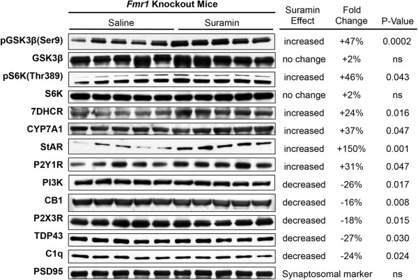 Western analysis of cerebral synaptosomal proteins changed by suramin treatment. Seventeen of 54 interrogated proteins were found to be changed by suramin treatment measured at 25 weeks of age. Post-synaptic density protein 95 kD (PSD95) was not influenced by suramin treatment and was used as a loading control. Protein expression data quantified by densitometry.