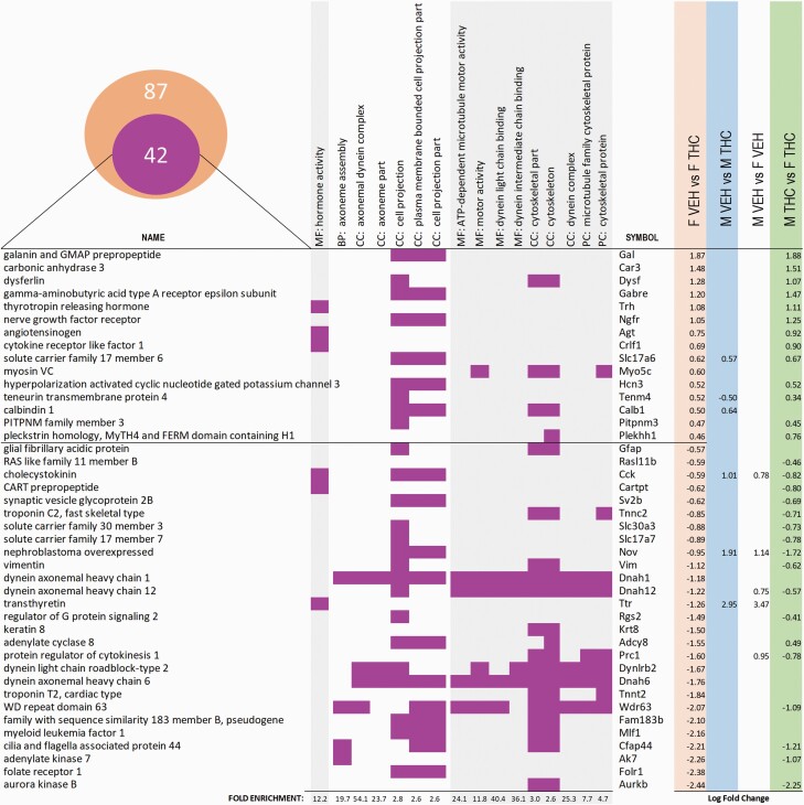 Main GOs and DEGs in females. DEGs obtained with Cuffdiff in the female-VEH vs female-THC comparison were submitted to PANTHER to perform GO analysis. In total, there were 87 DE genes in the male-VEH vs male-THC comparison. The Venn diagram represents the 42 DEG (out of the total of 87) associated to the most representative GOs depicted in the graph. Each row represents a gene and their associated symbol, their presence in 1 of the GO terms (MF stands for molecular function, BP stands for biological process, CC for cellular component, and PC for protein class) highlighted with a purple-colored square, and the value of the log fold change if differentially expressed (false discovery rate-adjusted P < .05) in any of the Cuffdiff pairwise comparison. Rows are arranged by the log fold change of the genes in the female comparison.
