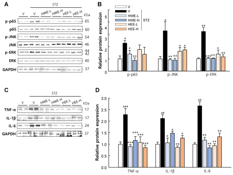 Inhibitory effects of hemp root extracts on inflammatory signaling in the pancreas. (A) Representative western blot images of phosphorylated-p65, p65, phosphorylated-JNK, JNK, phosphorylated-ERK, and ERK in the pancreas and (B) corresponding quantitative data. (C) Representative western blot images of TNF-α, IL-1β, and IL-6 in the pancreas and (D) corresponding quantitative data. V, vehicle; HWE-L, hemp root water extract at low dose; HWE-H, hemp root water extract at high dose; HEE-L, hemp root ethanol extract at low dose; HEE-H, hemp root ethanol extract at high dose. Data are shown as means ± SEM (n = 4). # p < 0.05, ## p < 0.01, ### p < 0.001 vs. non-STZ vehicle group; * p < 0.05, ** p < 0.01, *** p < 0.001 vs. STZ-vehicle group.