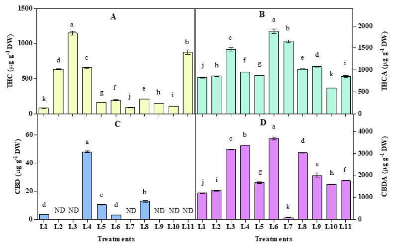 Effect of 20 days exposure to different LED spectra on Tetrahydrocannabinol (THC) (A), Tetrahydrocannabinolic acid (THCA) (B) Cannabidiol (CBD) (C), and Cannabidiolic acid (CBDA) (D) of hemp seedlings. Here and subsequent figures: L1, Natural light; L2, White; L3, R8:B2; L4, R7:B2:G1; L5, R7:B2:FR1; L6, R6:B2:G1:FR1; L7, R5:B2:W2:FR1; L8, R5:B2:G1:FR1:UV1; L9, R6:B2:FR1:UV1; L10, R4:B2:W2:FR1:UV1; L11, R2:B2:G2:W2:FR1:UV1. All treatments used a photosynthetic photon flux density of 300 µmol m−2 s−1. Vertical bars indicate mean ± SE of four replicates. Different letters indicate significant differences at p < 0.05.