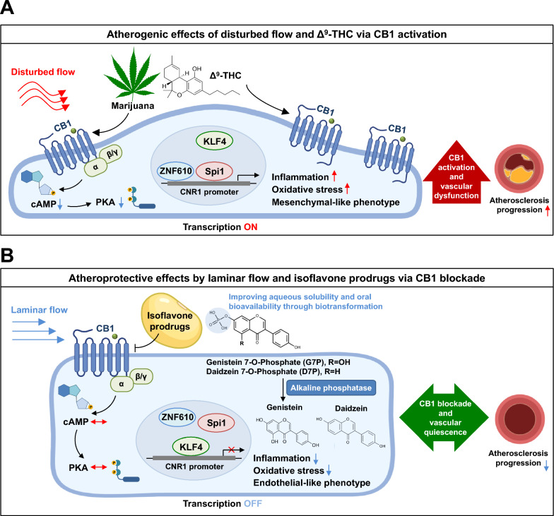 Schematic of the targeting of endothelial CB1 by water-soluble isoflavone monophosphates to ameliorate disturbed flow-induced atherosclerotic endothelial dysfunction. Endothelial CB1 expression is elevated in atherosclerotic lesions, and its upregulation in response to disturbed flow is driven by transcriptional regulation involving KLF4, Spi1, and ZNF610. The soybean isoflavones genistein and daidzein act as CB1 antagonists to inhibit endothelial dysfunction. To improve the water solubility and oral bioavailability of genistein and daidzein, we developed their monophosphate prodrugs, genistein 7-O-phosphate (G7P) and daidzein 7-O-phosphate (D7P), using a biotransformation-based strategy. Pharmacological inhibition of CB1 with isoflavone monophosphates effectively reversed endothelial inflammation, oxidative stress, and endothelial-to-mesenchymal transition (EndMT) induced by disturbed flow. Furthermore, oral administration of G7P and D7P significantly reduced atherosclerotic plaque formation in both acute and chronic atherosclerosis mouse models