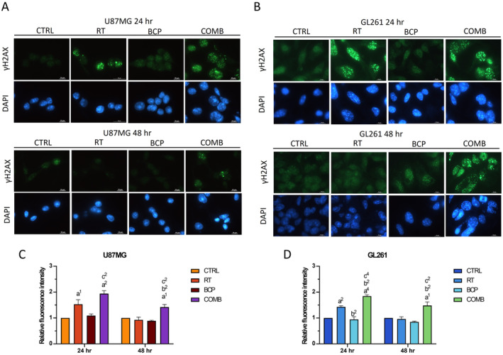 BCP inhibits the repair process of RT‐induced DNA damage. Fluorescent images of γH2AX in (A) U87MG and (B) GL261 cells captured at various time intervals post‐treatment. The γH2AX fluorescent intensity in (C) U87MG and (D) GL261 cells was measured and normalized to that of the control group at the corresponding time point. Fluorescent intensity was quantified using ImageJ. “a” compares to CTRL; “b” compares to RT; and “c” compares to BCP. Statistical significance: 1, p < 0.05; 2, p < 0.01; 4, p < 0.0001. Error bars indicate SEM and the range of three biological replicates. One‐way ANOVA was used for the analysis.