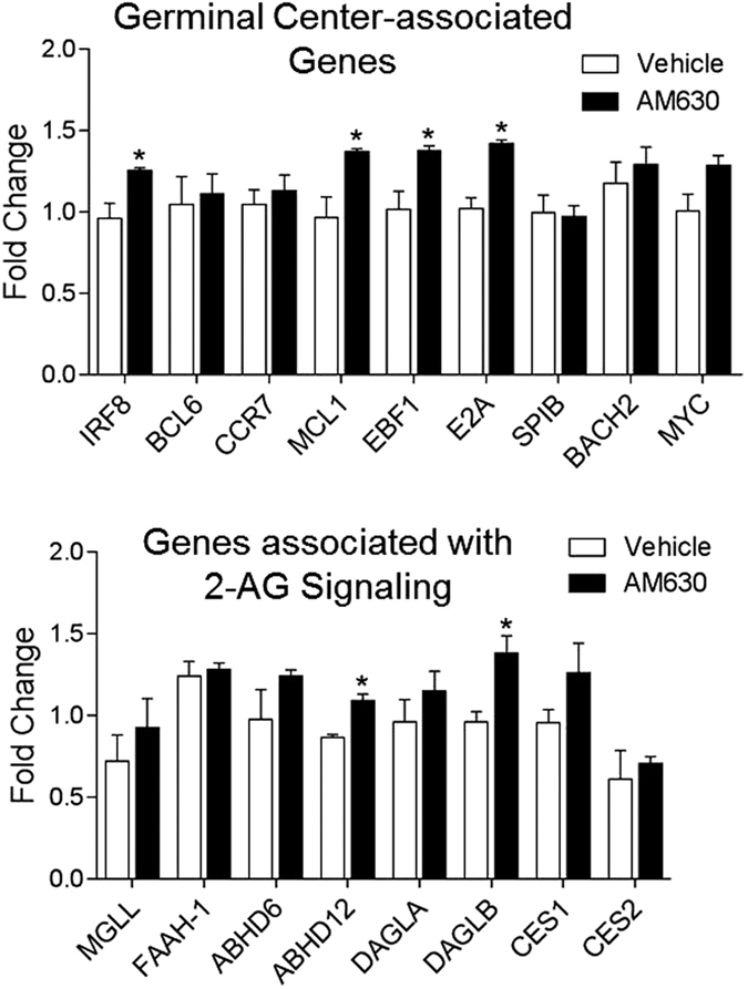 CBR2 antagonism during immunization upregulates specific Immunomodulatory genes and genes associated with endocannabinoid signaling in activated inguinal lymph nodes.Lymph nodes from Immunized 8 week old mice treated with 10 mg/kg AM630 or Vehicle from days 0–4 post-immunization were harvested at day 5 and analyzed by qPCR. Bar graphs derived from relative gene expression levels normalized to GAPDH and expressed as mean fold change over day 0 values ± SEM (n = 4), ∗P < 0.05, compared with vehicle, Statistical differences were determined by nonparametric Mann-Whitney U test.