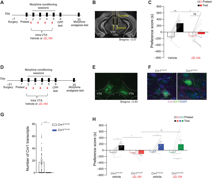 Intra-VTA JZL184 attenuates morphine preference, and VTA-CB1R knockout counteracts JZL184.(A) Experimental timeline for intra-VTA infusion of vehicle or JZL184 and morphine CPP. (B) Exemplar image of guide cannula placement in the VTA. (C) Intra-VTA of JZL184 attenuates morphine preference [two-way ANOVA, significant interaction (treatment × day), F1,54 = 5.144, P = 0.0274; post hoc: vehicle: test versus pretest, **P = 0.0051, JZL184: test versus pretest, P > 0.999; test: vehicle versus JZL184, †P = 0.018; vehicle, N = 12; JZL184, N = 17]. (D) Experimental timeline for surgery, morphine CPP, and tail-flick test. (E) Representative image of AAV2-Cre-GFP expression in the VTA. (F) Representative image of RNAscope showing Cnr1 mRNA expression (magenta) and GFP-tagged cells (green) in the VTA of Cnr1 VTA-WT (left) and Cnr1 VTA-KO (right) mice (DAPI = blue). (G) Quantification of Cnr1 puncta in Cnr1VTA-WT and Cnr1VTA-KO mice [t test, t70 = 4.508, ***P < 0.001; Cnr1VTA-WT, N = 3 (42 cells in total); Cnr1VTA-KO, N = 3 (25 cells in total)]. (H) Focal knockout of Cnr1 in the VTA counteracts JZL184-induced blunting of morphine CPP [three-way ANOVA, significant interaction (days × genotype), F1,26 = 4.530, P < 0.043; post hoc: Cnr1 VTA-WT vehicle: test versus pretest, *P = 0.044; Cnr1 VTA-WT JZL184: test versus pretest, P > 0.999; Cnr1 VTA-KO vehicle: test versus pretest, *P = 0.020; Cnr1 VTA-KO JZL184: test versus pretest, *P = 0.031; test: Cnr1 VTA-WT vehicle versus Cnr1 VTA-WT JZL184, †P = 0.013; test: Cnr1 VTA-WT JZL184 versus Cnr1 VTA-KO JZL184, ††P = 0.005; Cnr1 VTA-WT vehicle, N = 8; Cnr1 VTA-WT JZL184, N = 7; Cnr1 VTA-KO vehicle, N = 8; Cnr1 VTA-KO JZL184, N = 7].