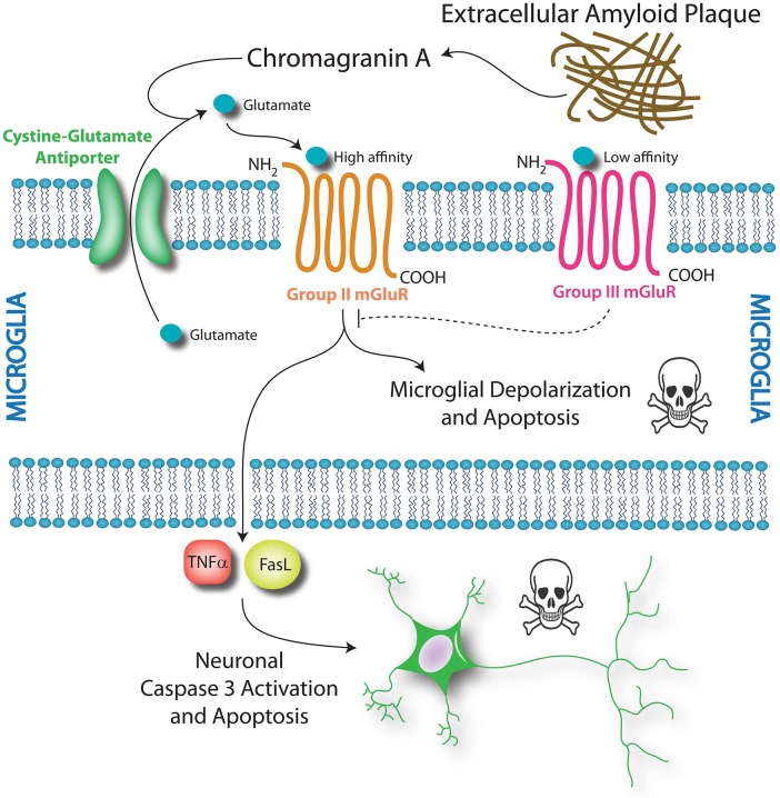 Metabotropic glutamate receptors impact microglial and neuronal survival. Chromogranin A from senile plaques is hypothesised to enhance the release of glutamate from microglial stores via the cystine–glutamate antiporter. This glutamate may bind to high-affinity group II mGluRs and initiate microglial cell death via depolarisation and apoptosis. A second effect of group II mGluR activation is microglial toxicity towards neurons. Activation of the group II mGluR receptor induces tumour necrosis factor-α (TNFα) release from microglia. This TNFα is neurotoxic in the presence of Fas ligand (FasL), which is also derived from microglia. These two soluble molecules stimulate caspase-mediated neuronal apoptosis via the TNF receptor TNFR1. In contrast, activation of the low-affinity group III mGlu receptors does not induce microglial apoptosis. Instead, group III activation reduces microglial reactivity in response to chromogranin A and attenuates microglial toxicity towards neurons. Thus, modulation of microglial metabotropic glutamate receptors may be a pharmacological means to control microglial activation and impact neuronal survival.