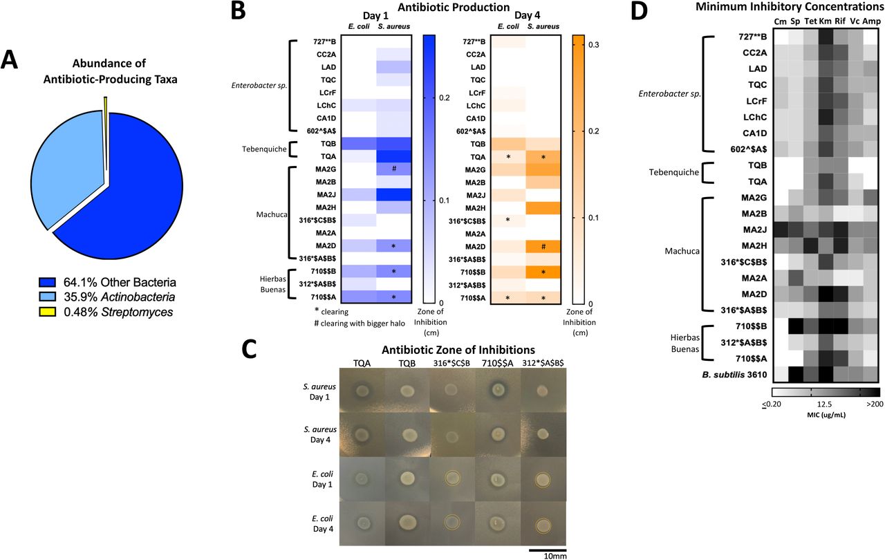 Extremophiles produce antimicrobials against S. aureus and E. coli and are naturally resistant to commercial antibiotics(A) Abundance of potential antibiotic producing bacteria in total soil samples. Percent abundance of Actinobacteria, and its genus Streptomyces was calculated from the Illumina 16S sequencing data. (B and C) Antibiotic production assay demonstrated by antimicrobial challenge assay in which a select set of isolates inhibit the growth of either S. aureus or E. coli or both. Late stationary phase isolates that were not Streptomyces were spotted onto lawns of S. aureus and E. coli. (B) The zones of inhibition were measured after one and four days of incubation at 25°C. Stars indicate clearing and pound signs indicate clearing with a larger halo. Heatmap represents the average of three independent experiments each including three biological replicates (n=9). (C) Images of select isolates demonstrating antimicrobial production. Clearing can be seen in isolates TQA, TQB, and 710$$A. Yellow circle delineates haloing. (D) Minimum inhibition concentration (MIC) assay of select isolates demonstrated resistance to commercial antibiotics (Cm = chloramphenicol, Sp = spectinomycin, Tet = tetracycline, Km = kanamycin, Rif = rifampicin, Vc = vancomycin, Amp = ampicillin). In a 96-well plate, a select set of isolates were subjected to antibiotic challenge in 2-fold dilution in a range 200-0.2μg/mL. Cells were inoculated into R2 medium and grown statically at room temperature for 3 days. Growth was quantified by plate reader at OD600. The MIC was determined as the lowest concentration at which cell growth was completely inhibited. Heatmap represents the average MIC across three independent experiments in singlet (n=3).