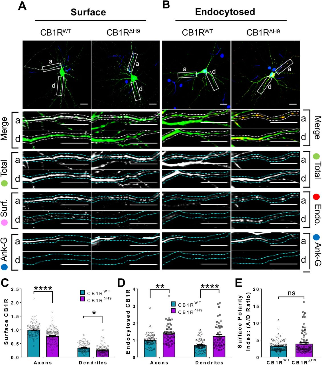 H9 stabilises CB1R at the axonal surface.A) Representative confocal images of surface stained DIV 14 hippocampal neurons expressing EGFP-CB1RWT or EGFP-CB1RΔH9. Green = total; magenta = surface; blue = axon marker (Ankyrin-G). Merge: surface to total seen as white. B) Representative confocal images of DIV 14 primary hippocampal neurons expressing EGFP-CB1RWT or EGFP-CB1RΔH9. Neurons were subjected to 2 hours of antibody feeding followed by stripping off of surface antibody to reveal the endocytosed pool of receptors. Green = total; red = endocytosed; blue = axon marker (Ankyrin-G). Merge: endocytosed to total seen as yellow. C) Quantification of data shown in (A). Surface expression of EGFP-CB1RΔH9 in both axons and dendrites was significantly reduced compared to EGFP-CB1RWT. Two-way ANOVA with Tukey’s post hoc test. N = ten independent experiments; n = 80-88 neurons per condition. (Axons, WT vs. ΔH9: 1 ± 0.028 vs. 0.765 ± 0.029; N = 10, n=80 vs. N = 10, n=88; ****p <0.0001. Dendrites, WT vs. ΔH9: 0.335 ± 0.016 vs. 0.247 ± 0.017; N = 10, n=80 vs. N = 10, n=88; *p = 0.0392). D) Quantification of data shown in (B). Endocytosis of EGFP-CB1RΔH9 is significantly increased compared to EGFP-CB1RWT in both axons and dendrites. One-way ANOVA with Tukey’s post hoc test. N = seven independent experiments; n = 49 neurons per condition. (Axons, WT vs. ΔH9: 1 ± 0.058 vs. 1.38 ± 0.08; **p = 0.0026. Dendrites, WT vs. ΔH9: 0.689 ± 0.05 vs. 1.225 ± 0.105; ****p <0.0001.) E) Quantification of data shown in (A) presented as the surface polarity index. There was no difference in surface polarity between EGFP-CB1RWT or EGFP-CB1RΔH9. Mann-Whitney test. N = ten independent experiments; n = 80-88 neurons per condition. (WT vs. ΔH9: 3.298 ± 0.1812 vs. 3.915 ± 0.3367; N = 10, n=80 vs. N = 10, n=88; p = 0.6886).