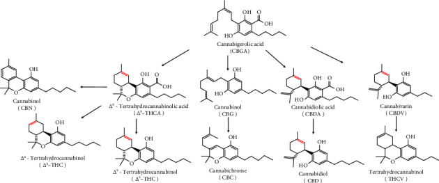 Schematic representation of chemistry features of the most common cannabinoids in Cannabis sativa L. plant. They are CBGA: cannabigerolic acid, Δ9-THCA: delta-9-tetrahydrocannabinolic acid, CBDA: cannabidiolic acid, CBD: cannabidiol, Δ8-THC: delta-8-tetrahyrocannabinol, CBN: cannabinol, CBDV: cannabidivarin, Δ9-THC: delta-9-tetrahydrocannabinol, CBC: cannabichrome, CBG: cannabigerol, and THCV: tetrahydrocannabivarin [6, 7].