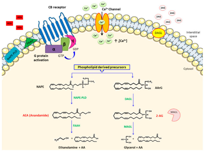 A schematic summary of the main endocannabinoid metabolic pathways. The biosynthesis of the two most researched eCBs, arachidonoyl ethanolamide (AEA) and 2-arachidonoylglycerol (2-AG), starts with the catabolism of phospholipid precursors via the action of two respective enzymes, namely, NAPE phospholipase D (NAPE-PLD) and the alpha or beta isoform of diacylglycerol lipase (DAGL). Despite AEA and 2-AG both possessing an AA chain structural motif, their catabolic pathways are different, and thus are respectively catabolized by fatty acid amide hydrolase (FAAH) and monoacylglycerol lipase (MAGL) to form arachidonic acid (AA) and ethanolamine following AEA degradation, or AA and glycerol in the case of 2-AG breakdown. Both products are rapidly re-incorporated into membrane phospholipids. Blue arrows signify enzymatic reactions; black arrow indicates the passage of ions through the ion channel; ↑ i[Ca2+] represents elevated intracellular calcium.